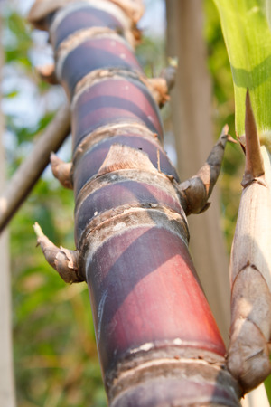 Close up Sugar cane .の写真素材