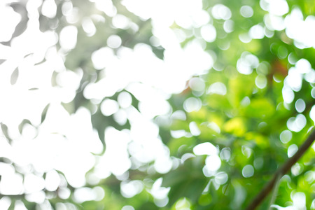 Natural green blurred background. Defocused green abstract background.の写真素材