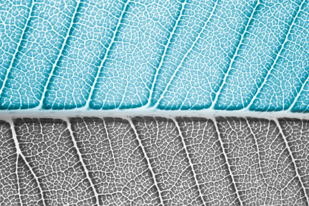 Black and white with blue color filtered to leaf background texture.