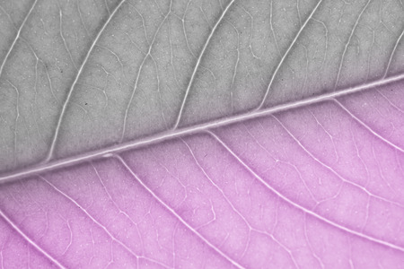 Black and white with purple color filtered to leaf background texture.の写真素材