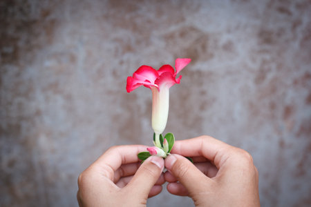 giving a flower.の写真素材