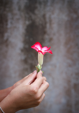 giving a flower.の写真素材