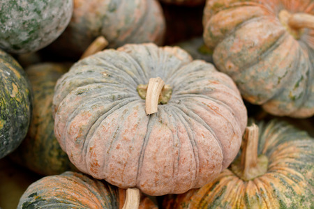 Close up pumpkin.の写真素材