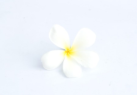 Tropical flowers frangipani (plumeria) isolated on white backgroundの写真素材