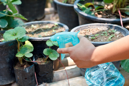 spraying the plant.の写真素材