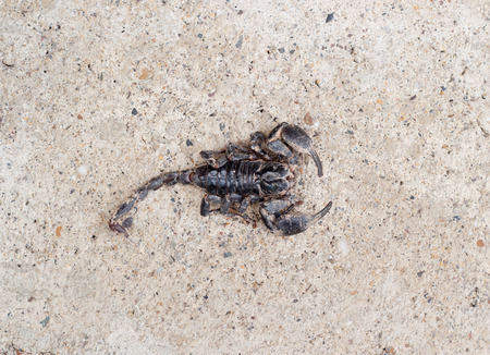 Emporer Scorpion (Pandinus imperator)の写真素材