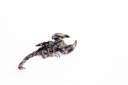 Emporer Scorpion (Pandinus imperator)の写真素材