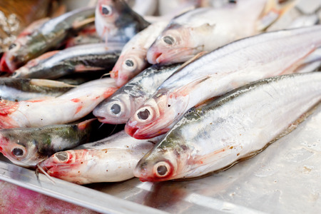 Fresh fishes in the marketの写真素材