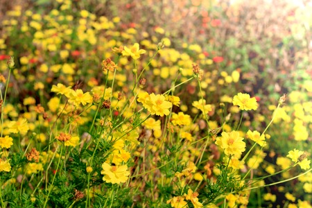Cosmos flowers blooming in the garden.の写真素材