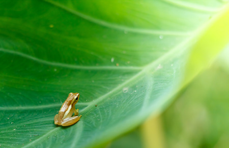 Baby Golden Tree Frog on Taro leaf in morning day, Common Tree Frog.の写真素材