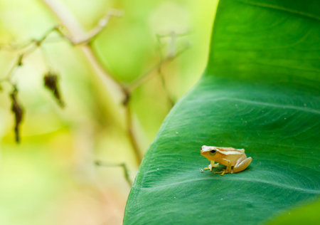 Baby Golden Tree Frog on Taro leaf in morning day, Common Tree Frog.の写真素材