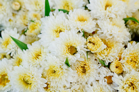 White chrysanthemum on market.の写真素材