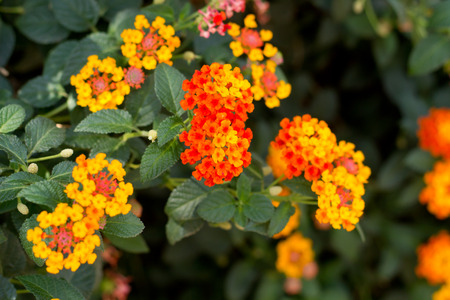 Beautiful Colorful Hedge Flower, Weeping Lantana, Lantana camara Linnの写真素材