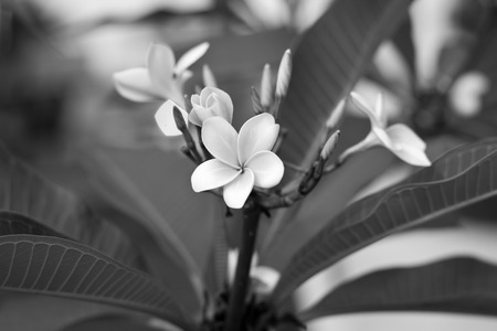 Black and white photo of Plumeria flower.の写真素材