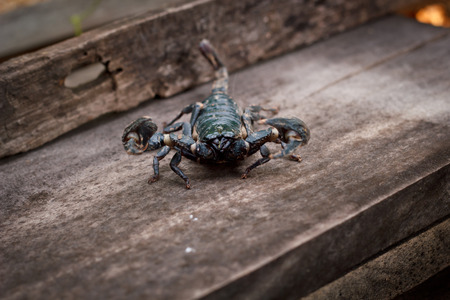Emporer Scorpion (Pandinus imperator)の写真素材