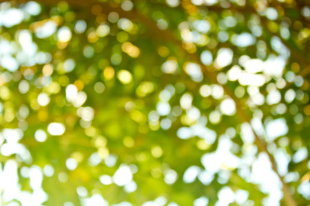 Natural green blurred background. Defocused green blurred background.の写真素材