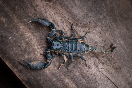 Emporer Scorpion (Pandinus imperator)の写真素材