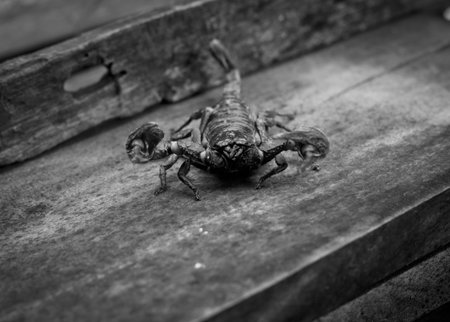 Emporer Scorpion (Pandinus imperator)