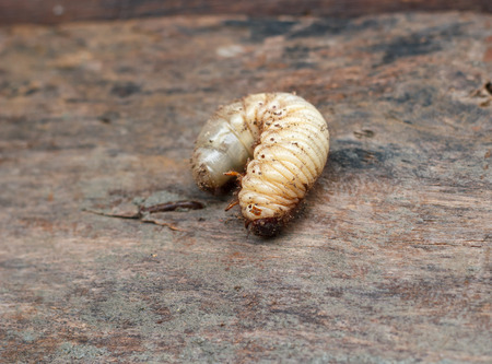 Larva of a Hercules beetle, Dynastes herculesの写真素材