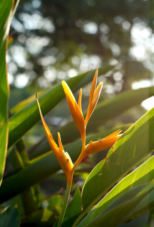 Bird of paradise flowerの写真素材