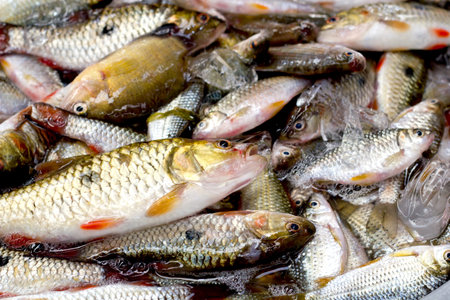 Fresh fish on the marketの写真素材