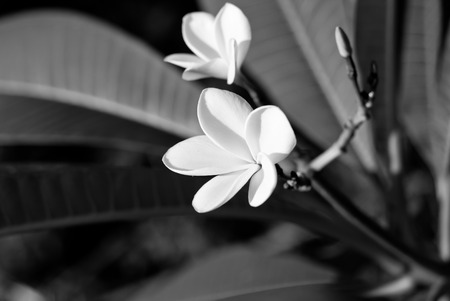 Black and white photo of Plumeria flower.の写真素材