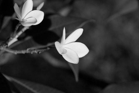 Black and white photo of Plumeria flower.の写真素材