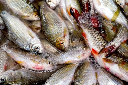 Fresh fish on the marketの写真素材