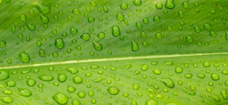 Water pearl drop on green leafの写真素材