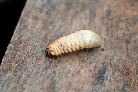 Larva of a Hercules beetle, Dynastes herculesの写真素材