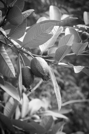 Black and white tone of Guava fruit on plant.の写真素材