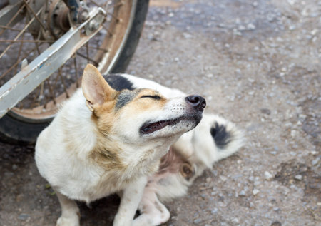 The dog stay on park.