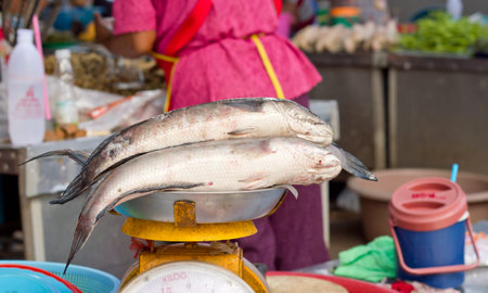 Fresh fish on the market