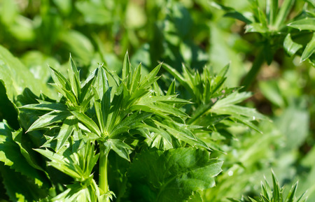 parsley leaves background.の写真素材