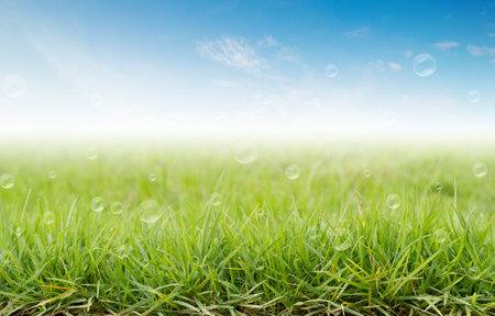 green grass under the morning sunlight.