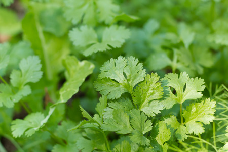 parsley leaves background.の写真素材