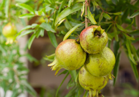 Fresh Pomegranate on plant.の写真素材