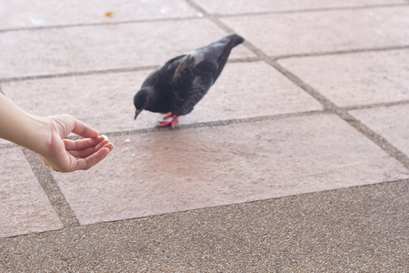 Bird feeding, focused at fingers.の写真素材