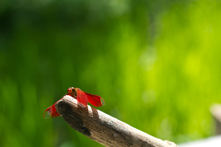 Closeup View of Red Skimmer or Firecracker Dragonfly.の写真素材