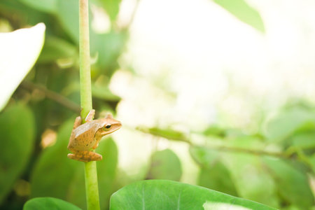 Baby Golden Tree Frog stay on  Taro leaf stalk in morning day.