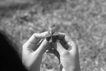 Asian Women's hands holding lucky clover leaf on green grass background.の写真素材