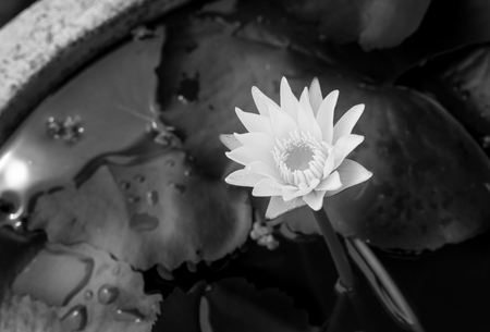 Lotus flower in pond.の写真素材