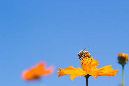 Bee with flower on blue sky background.の写真素材