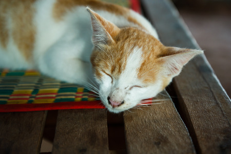 Cat sleep.の写真素材