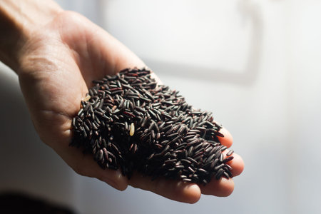 Close up raw purple Rice berry in hand.の写真素材