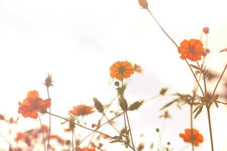 Blur Pink cosmos flowers under sun light with color filter. Soft background with pink flower.の写真素材