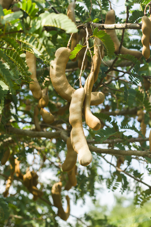 Tamarind on plant.の写真素材