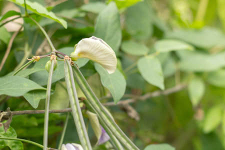 bean flowersの写真素材