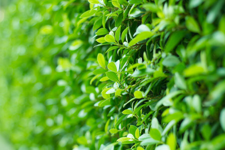 green leaf background