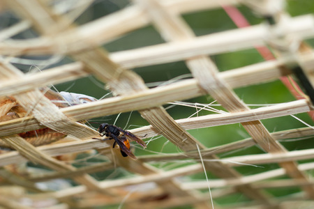Wasp on dried fish.の写真素材